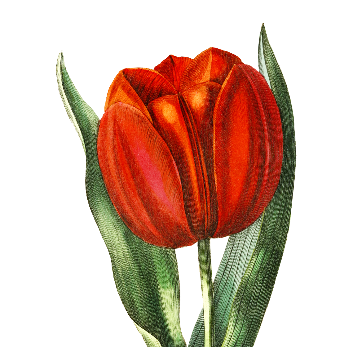Tulpie logo